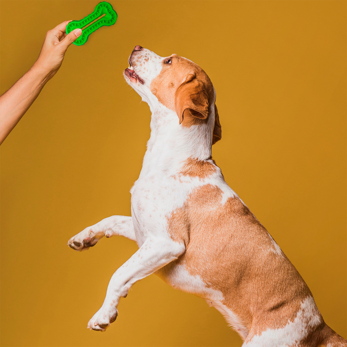 Juguete mordedera para mascota en forma de huesito - Verde limón